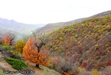 گزارش تصویری از فصل پاییز در جنگل ابر شاهرود